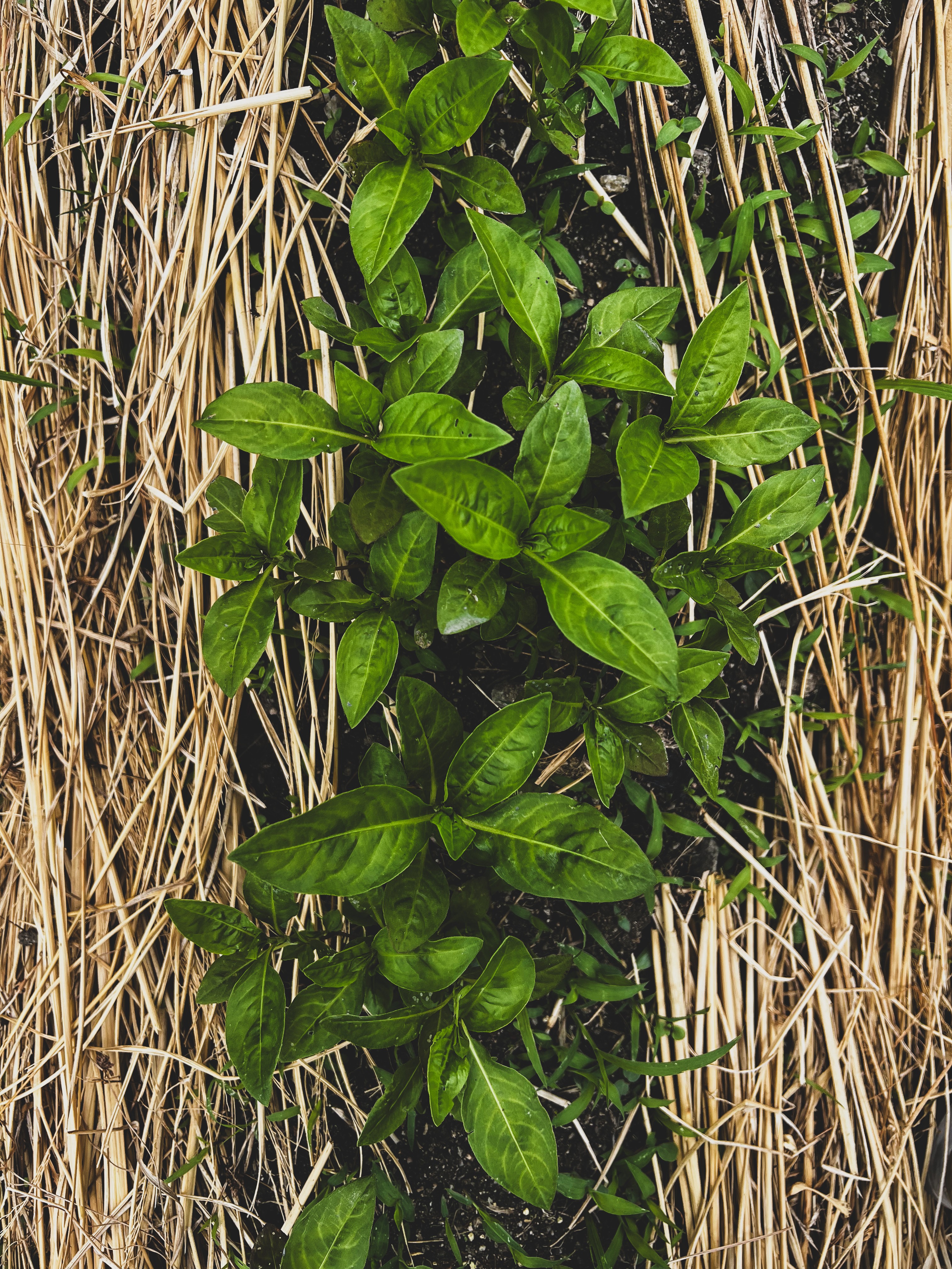 Close up of married couple's hands giving knuckles.